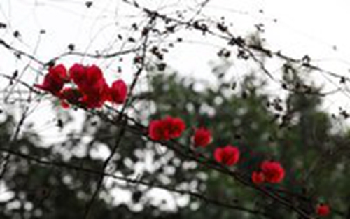 牡丹花赋