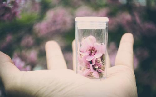 水仙花开