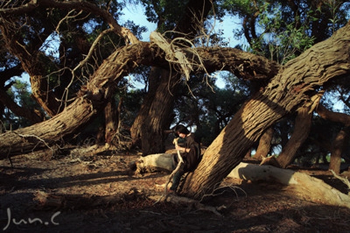 姓张的女孩名字英文网名 姓张的女孩名字英文网名