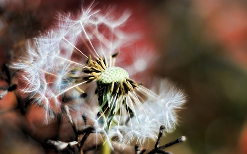 茉莉广场舞舂暧花开