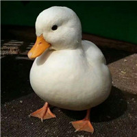 极致好看头像8
