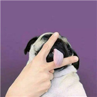 微信头像猫咪搞怪头像8