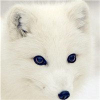 漫画的头像女生4