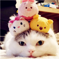 属于单身的头像8 属于单身的头像8