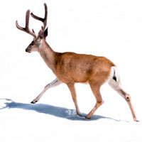 欧美头像绅士9 欧美头像绅士9