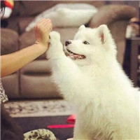 单身狗的网名女生头像4