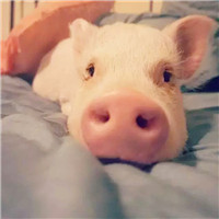 欧美男带猫头像7