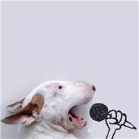 老虎头微信头像图片1 老虎头微信头像图片1