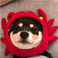 抖音默认头像多少种6