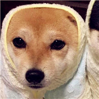 满腹的悲哀什么意思2