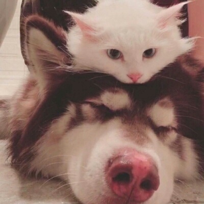 插画古风美女头像2