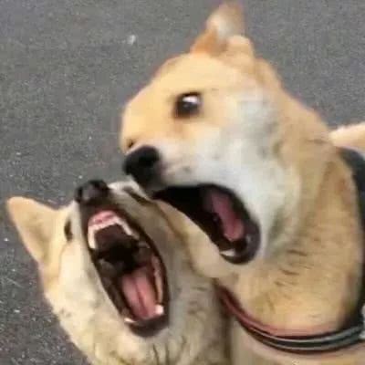 王者荣耀哪些不能搜索的头像合集7