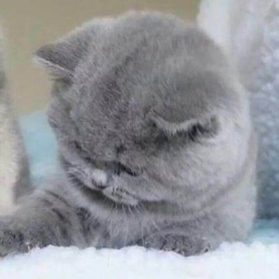 q版头像系列4