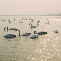 比16的伤感抽烟头像6