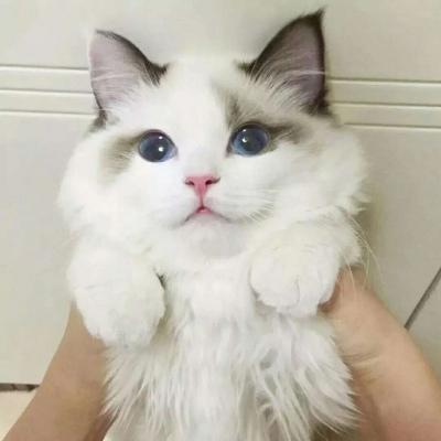 师气男生头像动漫图片12