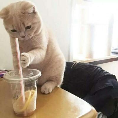 情侣头像猪公猪婆1
