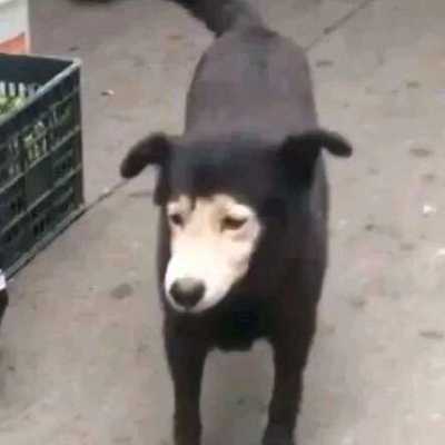 秀手镯小众头像欧美8