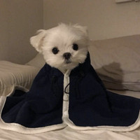 寻梦龙虎山仙女头像1