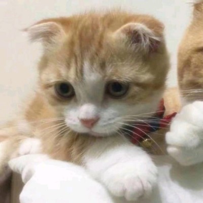 拍拍的头像是什么4 拍拍的头像是什么4