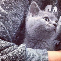 抖音头像上的小熊猫怎么弄2